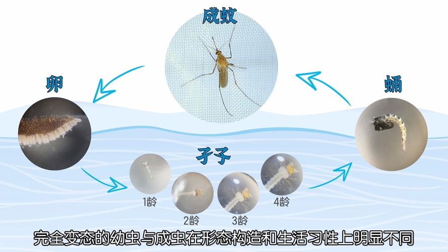 下列词牌蚂蚁庄园-下列词牌分别属于什么  第1张